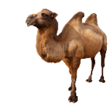 骆驼 - PNG派