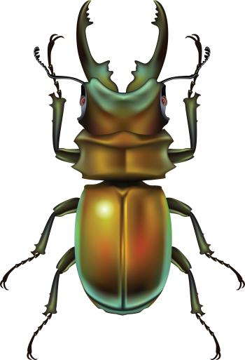 甲虫 - PNG派