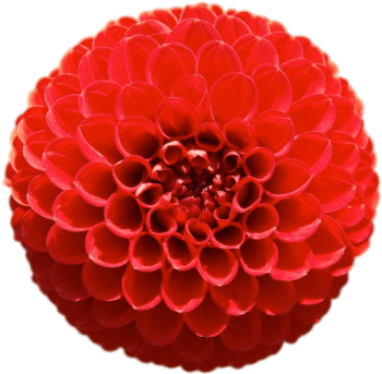 红色绒球菊花、大丽花 - PNG派