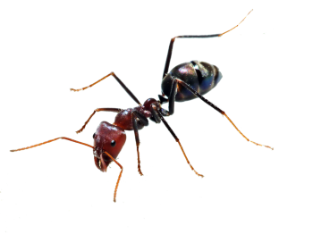 一只蚂蚁 - PNG派
